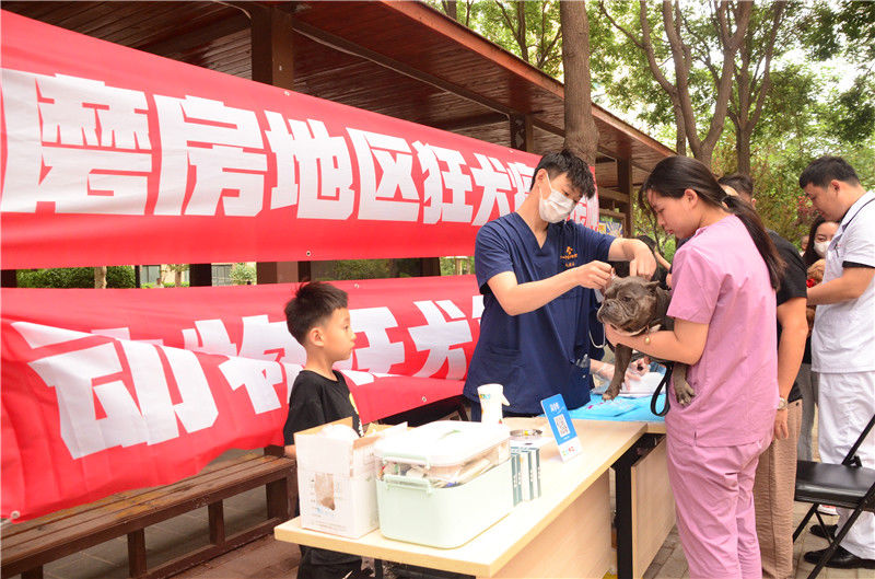 朝阳区开展2023年犬只狂犬病集中免疫