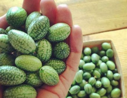 小孩子|这些“迷你版”的水果，是变异了吗就算小孩子吃都不够塞牙缝的