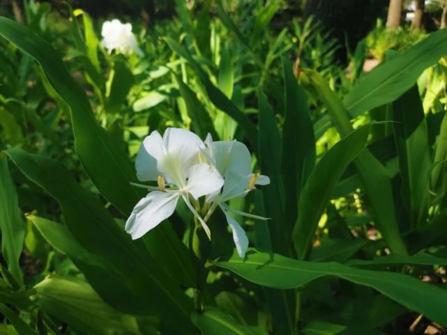 记忆|栀子花，白兰花......你记忆中的城市“香水”是什么？