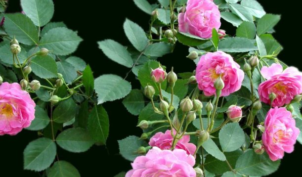  天生|天生心地善良，注定拥有满满的福报的3大生肖女