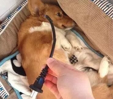  哑巴|柯基咬断电线装哑巴，主人在狗窝找到证据后，柯基的反应萌呆了