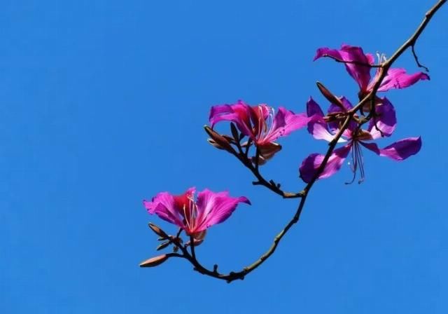  好日子|九月份开始，轻松逆袭，好运伴身，好日子要来了的四大生肖