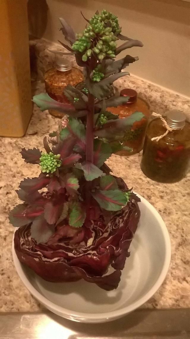  活久|30张“活久未见”的照片：被闪电击中的木头，好像一副国画