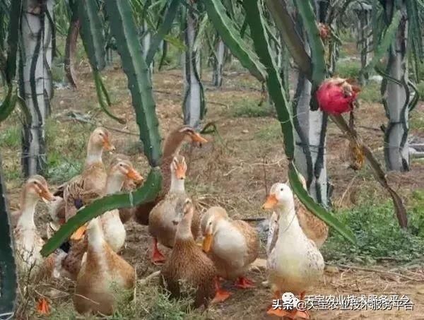 虫害|火龙果常见虫害高清图谱