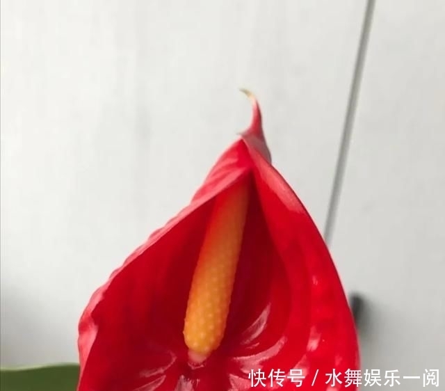 很快|红掌只长叶子,多注意这个细节,很快就可以花红叶绿,热烈喜庆