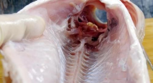 源头|剃掉“鱼腥线”,大错特错,这4处才是腥味源头,处理好做鱼更鲜