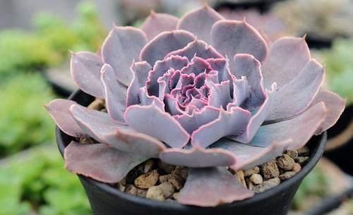  些多肉|多肉叶片出现一层白粉？恭喜