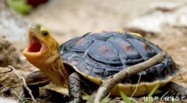 袋子|警方接到举报后查获大量“红袋子”,知道真相后,所有人都傻眼了