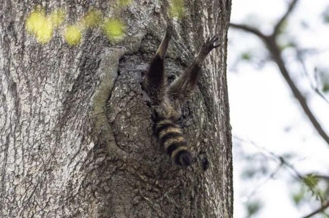  公布|谁是今年动物界的喜剧之王？喜剧野生动物摄影奖公布入围名单