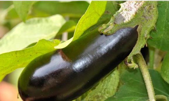 栽培技术|茄子种植栽培技术要点,以及科学化田间管理,进来看看