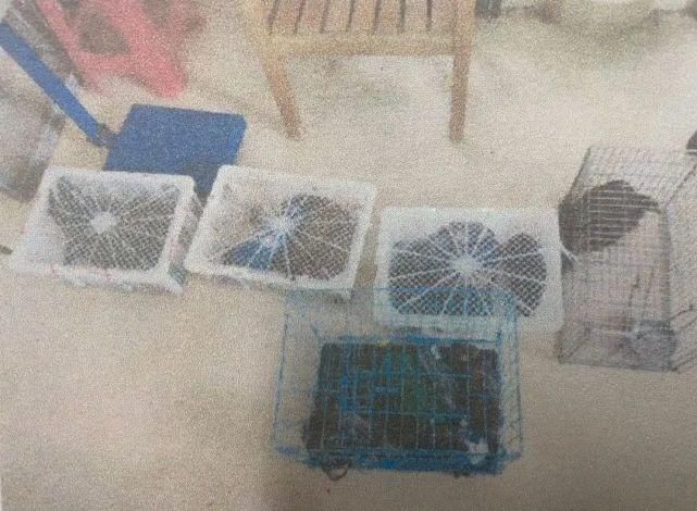 告人赖某|利益熏心经营“特殊野味”,这名餐馆老板获刑2年10个月!