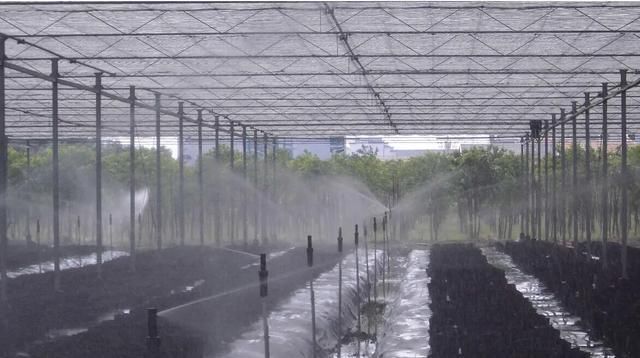  病害|想要温室大棚的秋葵获得高产，2种常见病害的防治是关键