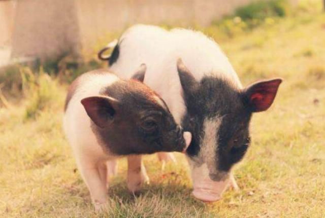 头上|俗语：“猪来穷，狗来富，猫来头上顶白布”，是何意？涨知识了