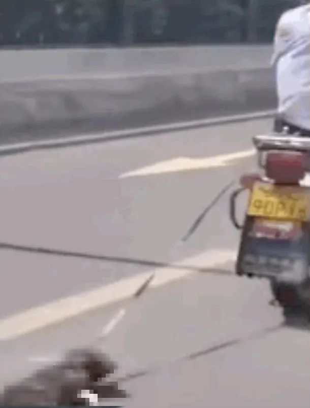 追凶|男子骑摩托拖行小狗，奄奄一息，网友怒了！警方“直播追凶”