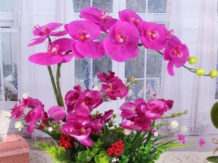  花香|养花试试这几款，花开繁盛花香怡人，寓意吉祥，漂亮好养