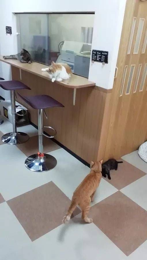  猫咪|只为开猫咪咖啡馆，女子日均开销不到15元，34岁前买下3栋楼！