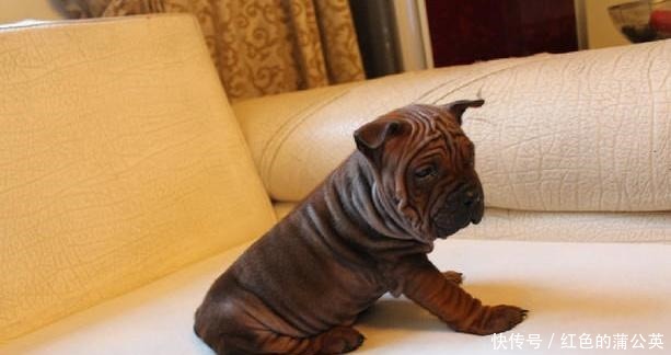 山东细犬|奇特的本土狗,不止有田园犬,藏獒和这几种比起来都不算什么