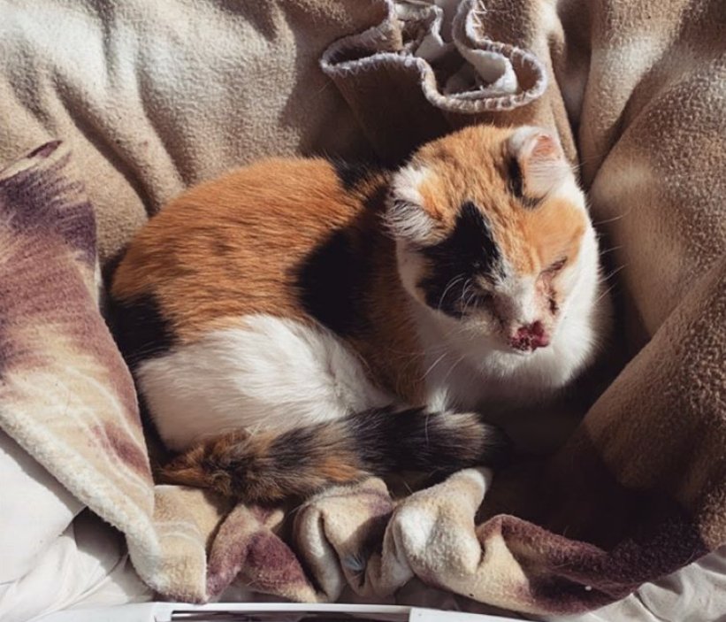 爸妈|爱猫身患癌症，女孩坚决让爸妈掏钱切它耳鼻，13年陪伴比钱重要