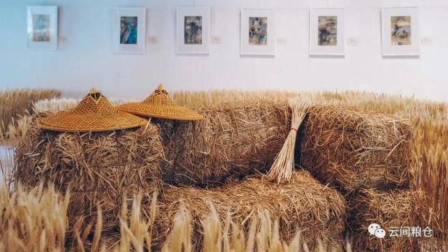  辰山植物园|好看！这才是松江夏天的正确打开方式