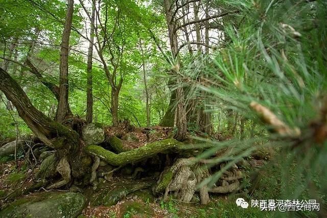 承包|不用出省游！陕西黑河森林公园，承包你的夏天