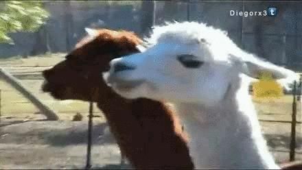  事故|都是神兽惹的祸？渝北一男子驾面包车侧翻……