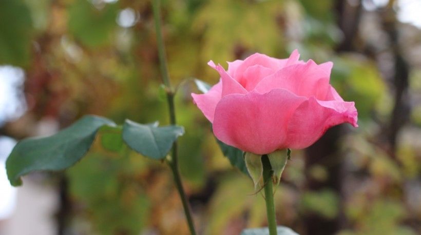  生肖|未来十天，天赐良缘，枯木逢春，爱情重现，厮守终生的四个生肖！