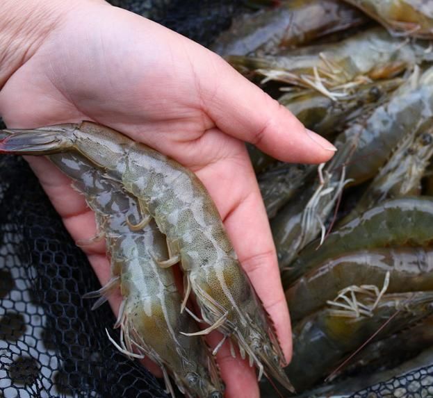 年老|处理大虾，虾线到底挑不挑？30年老渔民教你正确吃法，别再错了