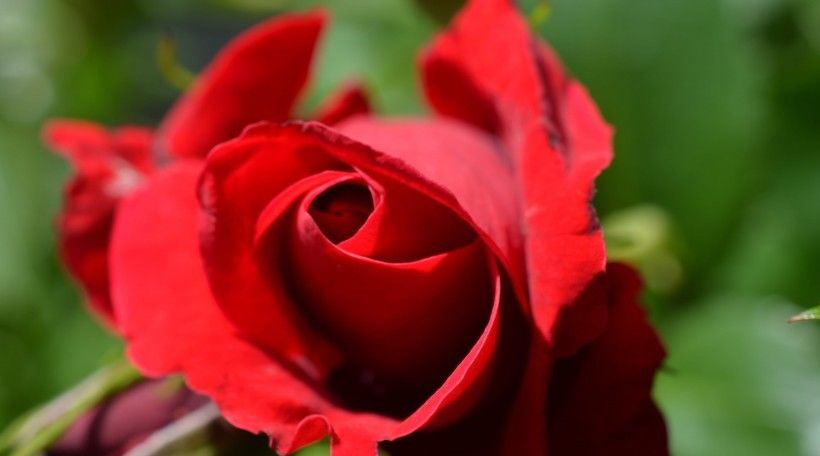  顺利|8月份期间，喜结良缘，爱情迎好运，四大生肖能顺利脱单！