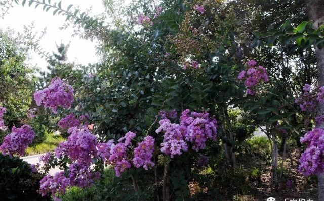  宝相寺|周末约起！来宝相寺看花花世界