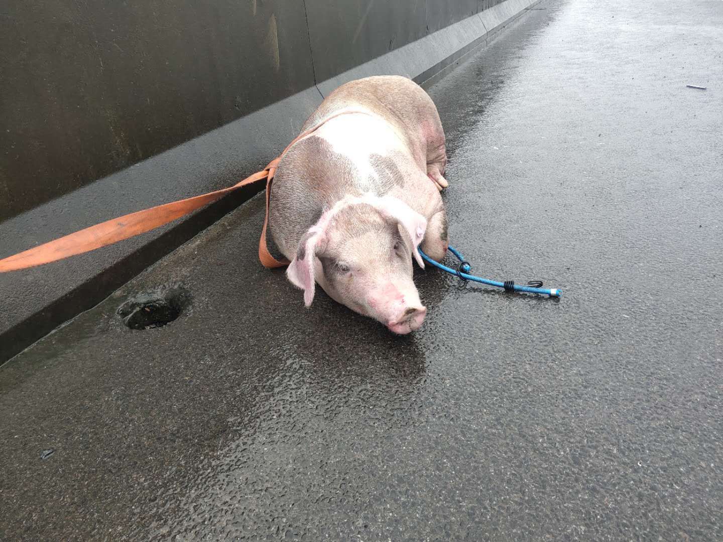  跳车|一头几百斤的猪高速跳车 民警紧急救助