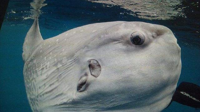 吉尼斯生殖力最强脊椎动物,一生暴长6000