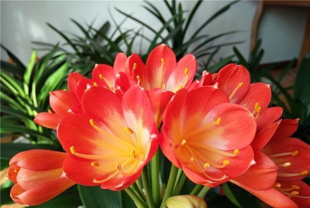  茉莉|几种废水变“肥水”，茉莉君子兰蟹爪兰“喝了”，长势旺得不得了