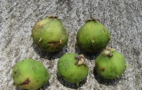  家里|人面子丨小时候爷爷家里的凉果