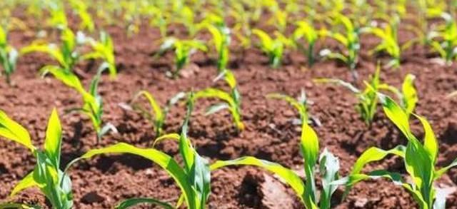  不齐|玉米出苗不齐的原因及预防措施