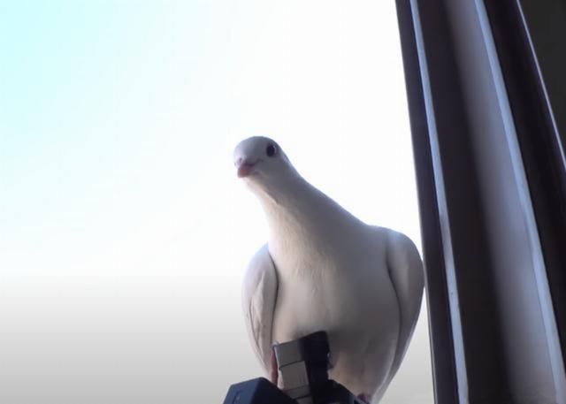 找上门|白鸽缠上大爷,却被邻居找上门,鸽子:我是自己飞来找他的你信吗