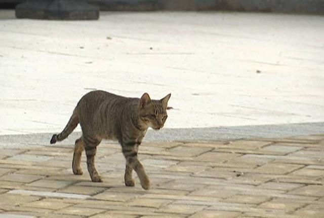  事件|夏季动物伤人事件高发 市民需注意