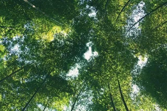  辰山植物园|好看！这才是松江夏天的正确打开方式