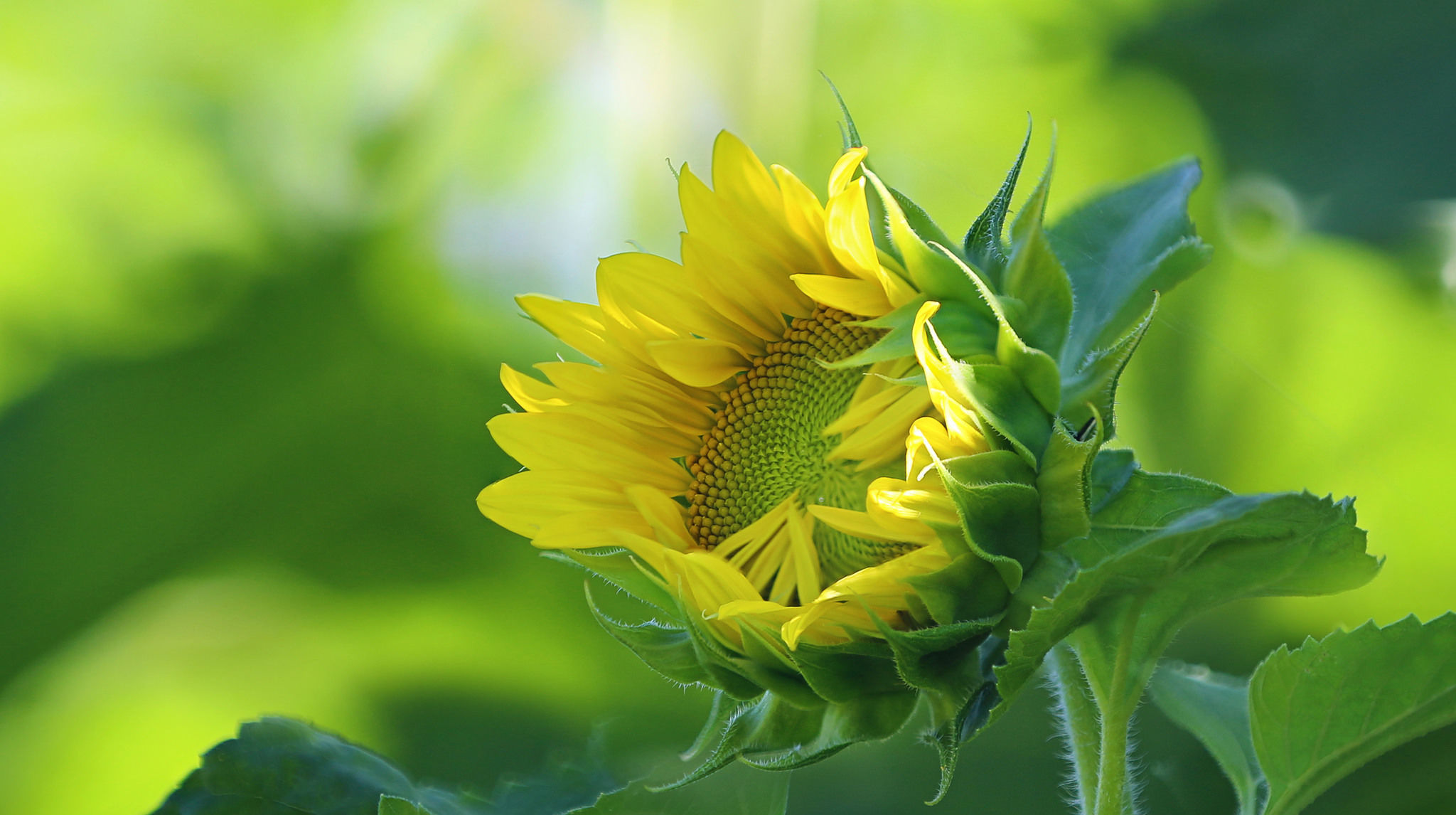 桃花运|在这个8月中旬,桃花运最旺的四大星座,贵人在旁,好运常在