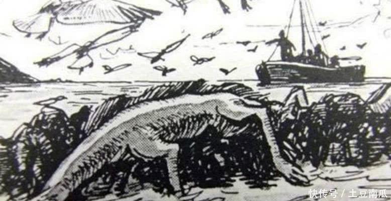  动物|5种未知的隐匿动物，第3种已发现不止三百次