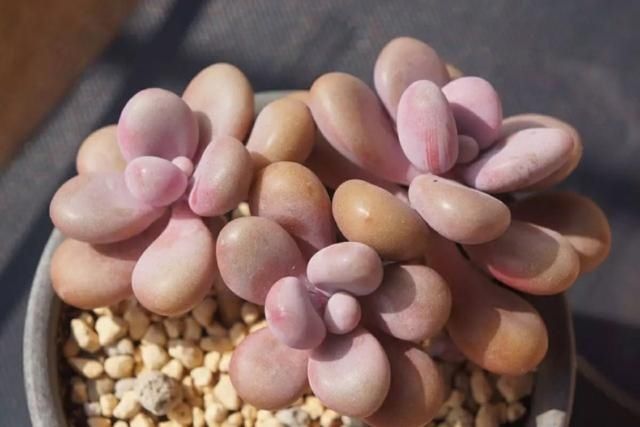  些多肉|多肉叶片出现一层白粉？恭喜