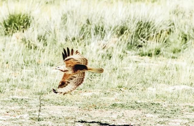 想象|不必远赴澳大利亚就能拥有的粉红湖、空中草原,西藏之西比想象中更惊艳!