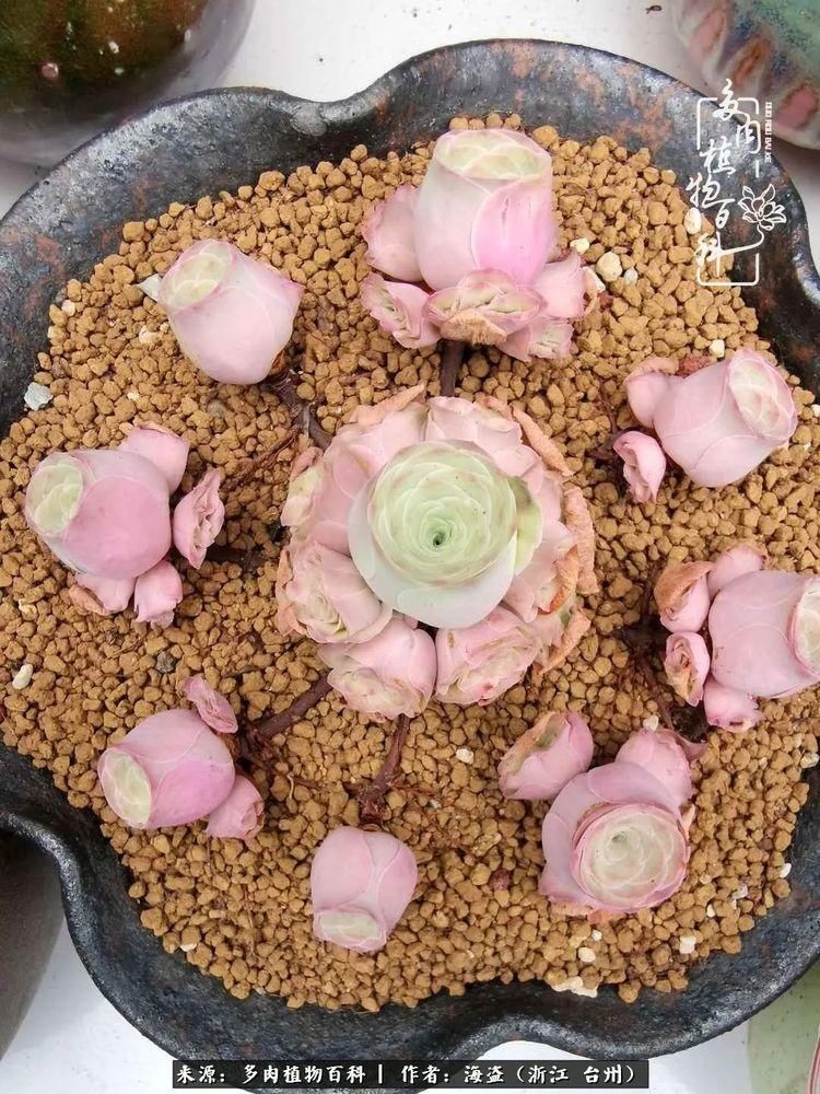  梅雨季|干货：高温高湿梅雨季，山地玫瑰养护提醒，帮你远离黑腐！