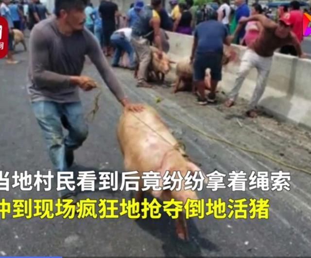  疯狂|运猪车侧翻20吨活猪遭村民疯抢，实在太疯狂，不敢相信这一幕