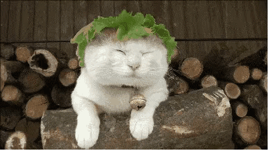 天夜间到|大雾黄色预警!降温6~8度!下周雾、霾、冷空气、大风都配齐了