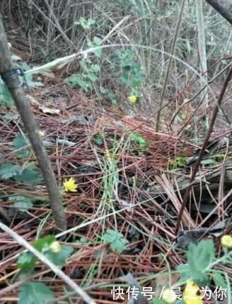 收获|农村小伙在山中下套子，野兔没抓到，竟收获意想不到的惊喜