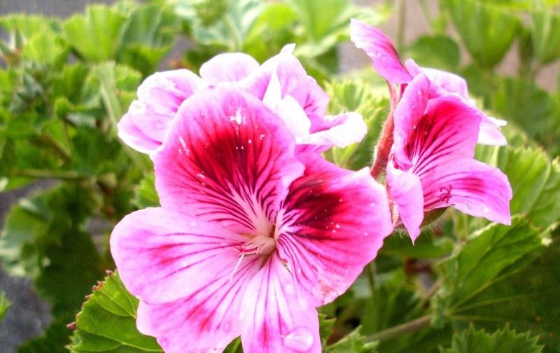  百花齐放|9月，百花齐放，情意正浓，将与真爱完美邂逅，喜结佳缘的4大星座