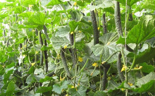 天天|家里的青瓜熟了, 天天这样吃你受得了吗