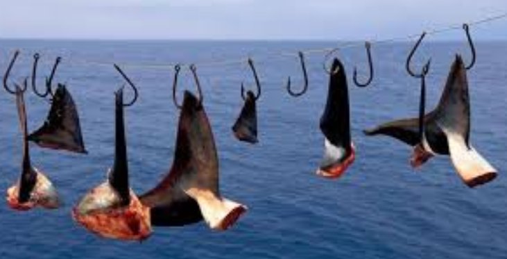 搜出|FBI在华人家中搜出800万美元的现金和珠宝!涉猎杀鲨鱼走私鱼翅