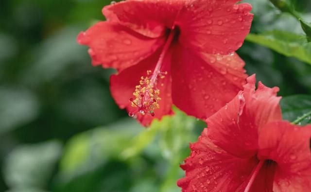 国宴|国宴名菜竟这么简单!10块钱搞定,好吃到拍手叫绝!