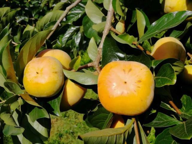 苹果|自带“冰糖心”的云南脆柿,爽似苹果,香甜不带涩